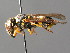  (Ancistrocerus auctus - BC ZSM HYM 04756)  @14 [ ] CreativeCommons - Attribution Non-Commercial Share-Alike (2010) Unspecified SNSB, Zoologische Staatssammlung Muenchen
