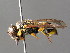  (Ancistrocerus renimacula - BC ZSM HYM 04758)  @13 [ ] CreativeCommons - Attribution Non-Commercial Share-Alike (2010) Unspecified SNSB, Zoologische Staatssammlung Muenchen