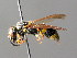  ( - BC ZSM HYM 04759)  @13 [ ] CreativeCommons - Attribution Non-Commercial Share-Alike (2010) Unspecified SNSB, Zoologische Staatssammlung Muenchen