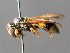  ( - BC ZSM HYM 04760)  @13 [ ] CreativeCommons - Attribution Non-Commercial Share-Alike (2010) Unspecified SNSB, Zoologische Staatssammlung Muenchen