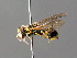  ( - BC ZSM HYM 04761)  @13 [ ] CreativeCommons - Attribution Non-Commercial Share-Alike (2010) Unspecified SNSB, Zoologische Staatssammlung Muenchen