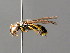  ( - BC ZSM HYM 04762)  @13 [ ] CreativeCommons - Attribution Non-Commercial Share-Alike (2010) Unspecified SNSB, Zoologische Staatssammlung Muenchen