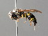  ( - BC ZSM HYM 04763)  @13 [ ] CreativeCommons - Attribution Non-Commercial Share-Alike (2010) Unspecified SNSB, Zoologische Staatssammlung Muenchen