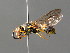  (Ancistrocerus claripennis - BC ZSM HYM 04764)  @14 [ ] CreativeCommons - Attribution Non-Commercial Share-Alike (2010) Unspecified SNSB, Zoologische Staatssammlung Muenchen
