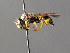  ( - BC ZSM HYM 04765)  @13 [ ] CreativeCommons - Attribution Non-Commercial Share-Alike (2010) Unspecified SNSB, Zoologische Staatssammlung Muenchen