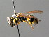  ( - BC ZSM HYM 04766)  @13 [ ] CreativeCommons - Attribution Non-Commercial Share-Alike (2010) Unspecified SNSB, Zoologische Staatssammlung Muenchen
