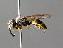  (Ancistrocerus nigricornis - BC ZSM HYM 04767)  @14 [ ] CreativeCommons - Attribution Non-Commercial Share-Alike (2010) Unspecified SNSB, Zoologische Staatssammlung Muenchen