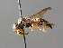  ( - BC ZSM HYM 04768)  @13 [ ] CreativeCommons - Attribution Non-Commercial Share-Alike (2010) Unspecified SNSB, Zoologische Staatssammlung Muenchen