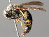  ( - BC ZSM HYM 04769)  @13 [ ] CreativeCommons - Attribution Non-Commercial Share-Alike (2010) Unspecified SNSB, Zoologische Staatssammlung Muenchen
