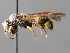  ( - BC ZSM HYM 04770)  @14 [ ] CreativeCommons - Attribution Non-Commercial Share-Alike (2010) Unspecified SNSB, Zoologische Staatssammlung Muenchen