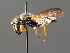  ( - BC ZSM HYM 04772)  @12 [ ] CreativeCommons - Attribution Non-Commercial Share-Alike (2010) Unspecified SNSB, Zoologische Staatssammlung Muenchen