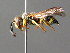  ( - BC ZSM HYM 04774)  @13 [ ] CreativeCommons - Attribution Non-Commercial Share-Alike (2010) Unspecified SNSB, Zoologische Staatssammlung Muenchen