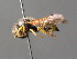  ( - BC ZSM HYM 04775)  @12 [ ] CreativeCommons - Attribution Non-Commercial Share-Alike (2010) Unspecified SNSB, Zoologische Staatssammlung Muenchen