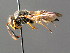  ( - BC ZSM HYM 04776)  @13 [ ] CreativeCommons - Attribution Non-Commercial Share-Alike (2010) Unspecified SNSB, Zoologische Staatssammlung Muenchen