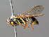  ( - BC ZSM HYM 04783)  @14 [ ] CreativeCommons - Attribution Non-Commercial Share-Alike (2010) Unspecified SNSB, Zoologische Staatssammlung Muenchen