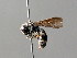  (Stenodynerus xanthomelas - BC ZSM HYM 04786)  @13 [ ] CreativeCommons - Attribution Non-Commercial Share-Alike (2010) Unspecified SNSB, Zoologische Staatssammlung Muenchen