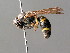  (Allodynerus rossii - BC ZSM HYM 04787)  @14 [ ] CreativeCommons - Attribution Non-Commercial Share-Alike (2010) Unspecified SNSB, Zoologische Staatssammlung Muenchen