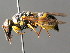  (Euodynerus dantici - BC ZSM HYM 04788)  @14 [ ] CreativeCommons - Attribution Non-Commercial Share-Alike (2010) Unspecified SNSB, Zoologische Staatssammlung Muenchen