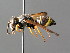  ( - BC ZSM HYM 04794)  @13 [ ] CreativeCommons - Attribution Non-Commercial Share-Alike (2010) Unspecified SNSB, Zoologische Staatssammlung Muenchen