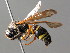  ( - BC ZSM HYM 04796)  @13 [ ] CreativeCommons - Attribution Non-Commercial Share-Alike (2010) Unspecified SNSB, Zoologische Staatssammlung Muenchen