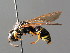  ( - BC ZSM HYM 04797)  @13 [ ] CreativeCommons - Attribution Non-Commercial Share-Alike (2010) Unspecified SNSB, Zoologische Staatssammlung Muenchen