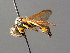  ( - BC ZSM HYM 04801)  @12 [ ] CreativeCommons - Attribution Non-Commercial Share-Alike (2010) Unspecified SNSB, Zoologische Staatssammlung Muenchen