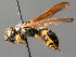  ( - BC ZSM HYM 04802)  @11 [ ] CreativeCommons - Attribution Non-Commercial Share-Alike (2010) Unspecified SNSB, Zoologische Staatssammlung Muenchen