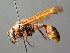  (Delta unguiculatum - BC ZSM HYM 04803)  @14 [ ] CreativeCommons - Attribution Non-Commercial Share-Alike (2010) Unspecified SNSB, Zoologische Staatssammlung Muenchen