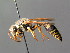  (Katamenes - BC ZSM HYM 04805)  @14 [ ] CreativeCommons - Attribution Non-Commercial Share-Alike (2010) Unspecified SNSB, Zoologische Staatssammlung Muenchen