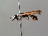  ( - BC ZSM HYM 04806)  @13 [ ] CreativeCommons - Attribution Non-Commercial Share-Alike (2010) Unspecified SNSB, Zoologische Staatssammlung Muenchen