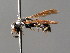  (Microdynerus exilis - BC ZSM HYM 04815)  @11 [ ] CreativeCommons - Attribution Non-Commercial Share-Alike (2010) Unspecified SNSB, Zoologische Staatssammlung Muenchen