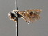  ( - BC ZSM HYM 04816)  @11 [ ] CreativeCommons - Attribution Non-Commercial Share-Alike (2010) Unspecified SNSB, Zoologische Staatssammlung Muenchen