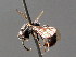  ( - BC ZSM HYM 04819)  @11 [ ] CreativeCommons - Attribution Non-Commercial Share-Alike (2010) Unspecified SNSB, Zoologische Staatssammlung Muenchen