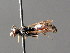  ( - BC ZSM HYM 04820)  @11 [ ] CreativeCommons - Attribution Non-Commercial Share-Alike (2010) Unspecified SNSB, Zoologische Staatssammlung Muenchen