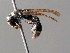  (Microdynerus longicollis - BC ZSM HYM 04821)  @13 [ ] CreativeCommons - Attribution Non-Commercial Share-Alike (2010) Unspecified SNSB, Zoologische Staatssammlung Muenchen