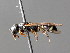  (Microdynerus - BC ZSM HYM 04824)  @14 [ ] CreativeCommons - Attribution Non-Commercial Share-Alike (2010) Unspecified SNSB, Zoologische Staatssammlung Muenchen