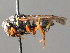 ( - BC ZSM HYM 04827)  @12 [ ] CreativeCommons - Attribution Non-Commercial Share-Alike (2010) Unspecified SNSB, Zoologische Staatssammlung Muenchen