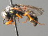  ( - BC ZSM HYM 04828)  @12 [ ] CreativeCommons - Attribution Non-Commercial Share-Alike (2010) Unspecified SNSB, Zoologische Staatssammlung Muenchen