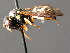  ( - BC ZSM HYM 04829)  @13 [ ] CreativeCommons - Attribution Non-Commercial Share-Alike (2010) Unspecified SNSB, Zoologische Staatssammlung Muenchen
