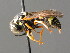  ( - BC ZSM HYM 04830)  @14 [ ] CreativeCommons - Attribution Non-Commercial Share-Alike (2010) Unspecified SNSB, Zoologische Staatssammlung Muenchen