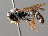  ( - BC ZSM HYM 04832)  @13 [ ] CreativeCommons - Attribution Non-Commercial Share-Alike (2010) Unspecified SNSB, Zoologische Staatssammlung Muenchen