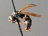  ( - BC ZSM HYM 04833)  @11 [ ] CreativeCommons - Attribution Non-Commercial Share-Alike (2010) Unspecified SNSB, Zoologische Staatssammlung Muenchen