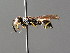  (Stenodynerus chevrieranus - BC ZSM HYM 04835)  @13 [ ] CreativeCommons - Attribution Non-Commercial Share-Alike (2010) Unspecified SNSB, Zoologische Staatssammlung Muenchen