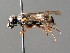  (Stenodynerus jurinei - BC ZSM HYM 04839)  @13 [ ] CreativeCommons - Attribution Non-Commercial Share-Alike (2010) Unspecified SNSB, Zoologische Staatssammlung Muenchen