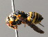  (Celonites abbreviatus - BC ZSM HYM 05056)  @14 [ ] CreativeCommons - Attribution Non-Commercial Share-Alike (2010) Unspecified SNSB, Zoologische Staatssammlung Muenchen