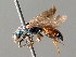 ( - BC ZSM HYM 05077)  @13 [ ] CreativeCommons - Attribution Non-Commercial Share-Alike (2010) Unspecified SNSB, Zoologische Staatssammlung Muenchen