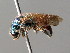  ( - BC ZSM HYM 05079)  @13 [ ] CreativeCommons - Attribution Non-Commercial Share-Alike (2010) Unspecified SNSB, Zoologische Staatssammlung Muenchen