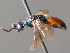  ( - BC ZSM HYM 05080)  @13 [ ] CreativeCommons - Attribution Non-Commercial Share-Alike (2010) Unspecified SNSB, Zoologische Staatssammlung Muenchen