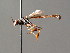 ( - BC ZSM HYM 05094)  @11 [ ] CreativeCommons - Attribution Non-Commercial Share-Alike (2010) Unspecified SNSB, Zoologische Staatssammlung Muenchen