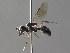  ( - BC ZSM HYM 05221)  @11 [ ] CreativeCommons - Attribution Non-Commercial Share-Alike (2010) Stefan Schmidt SNSB, Zoologische Staatssammlung Muenchen